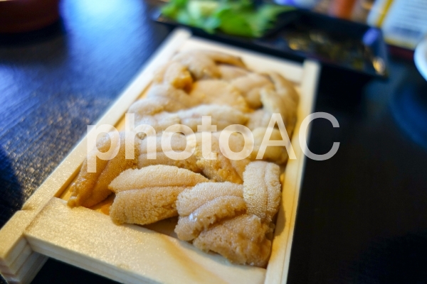 ウニ(折りウニ) ウニ(折りウニ)の写真