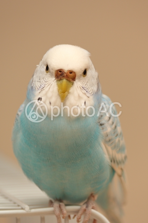 もふもふのセキセイインコ No 写真素材なら 写真ac 無料 フリー ダウンロードok
