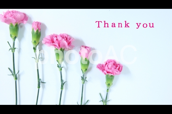 カーネーション thank you カーネーション thank youの写真