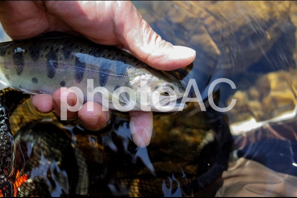 ヤマメが釣れた ヤマメが釣れたの写真