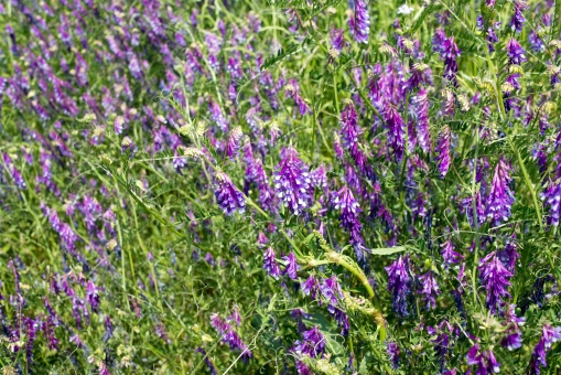 葉 に関する写真 写真素材なら 写真ac 無料 フリー ダウンロードok