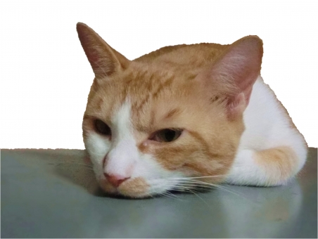 ふてくされた猫 猫 ネコ 愛猫 寝そべった 茶 白 ピンクの鼻 退屈 つまらない 顔 表情 うつろ すねた ヒゲ 耳 アップ 接写 怒った ふて寝 やる気なし 家猫 飼い猫 室内猫 ペット 動物 かわいい 1匹 ほっといてくれ れん