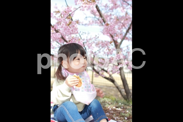お花見 お花見の写真