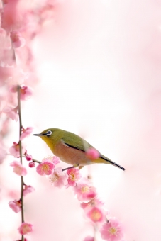 すべての花の画像 トップ100 メジロ 梅 壁紙