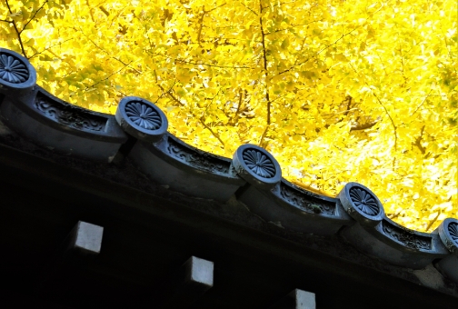 菊の御紋の写真素材 写真素材なら 写真ac 無料 フリー ダウンロードok