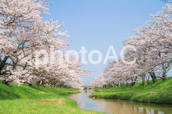青空と桜並木 青空と桜並木の写真