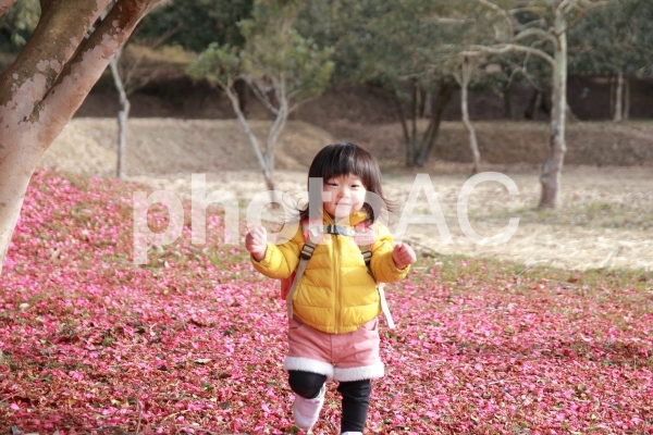 山茶花の絨毯 山茶花の絨毯の写真