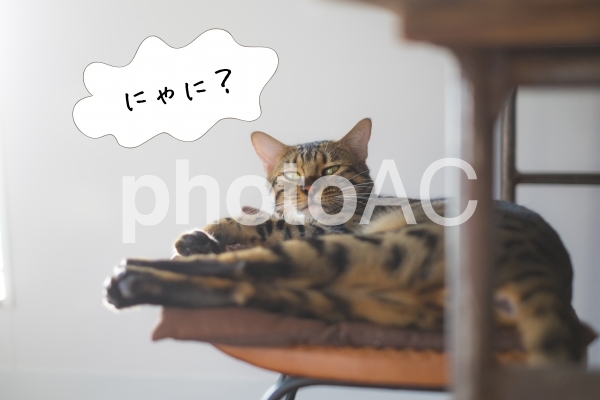 しゃべる猫シリーズ『にゃに?』 しゃべる猫シリーズ『にゃに?』の写真