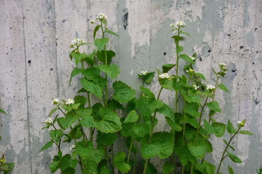 すべての花の画像 最高の花 ニンニクガラシ