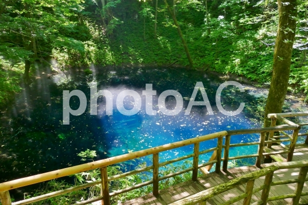 《十二湖の青池》青森県深浦町 《十二湖の青池》青森県深浦町の写真