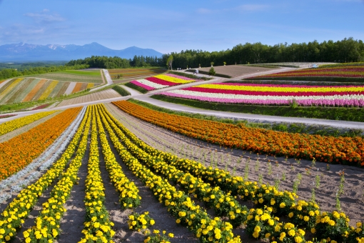 北海道 富良野 夏 7月 フレッシュ 明るい 天真爛漫 旬 四季彩の丘 植物,明るい,夏,花 ,かわいい, ,空,青空,晴れ,快晴,風景,花畑,コピースペース,満開,きれい,葉,自然,素材,背景,無人,バックグラウンド,背景素材,美しい,人物無し,壁紙 北海道 富良野 夏 7月 フレッシュ 明るい 天真爛漫 旬 四季彩の丘 植物,明るい,夏,花 ,かわいい, ,空,青空,晴れ,快晴,風景,花畑,コピースペース,満開,きれい,葉,自然,素材,背景,無人,バックグラウンド,背景素材,美しい,人物無し,壁紙の写真