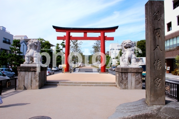 鎌倉 鶴岡八幡宮 参道 鎌倉 鶴岡八幡宮 参道の写真