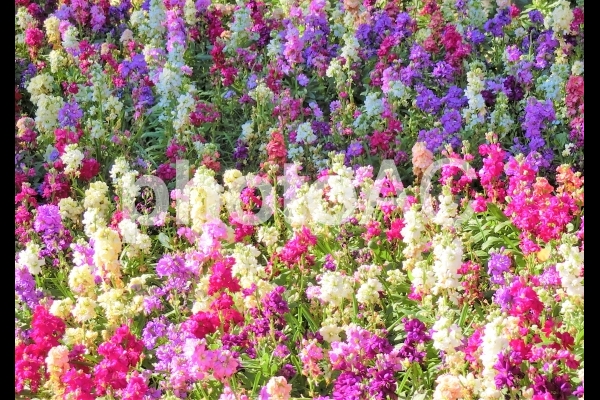 ストックの花壇 ストックの花壇の写真