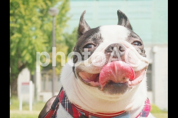犬 犬の笑顔 犬 犬の笑顔の写真