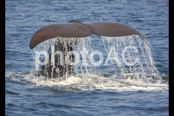 マッコウクジラ1 マッコウクジラ1の写真