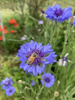 矢車草の写真素材 写真素材なら 写真ac 無料 フリー ダウンロードok