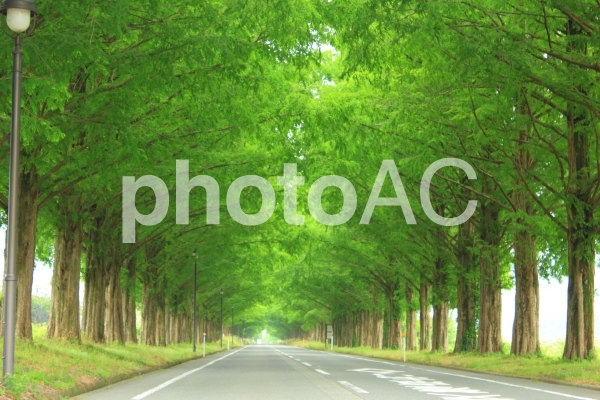 メタセコイア並木05 メタセコイア並木05の写真