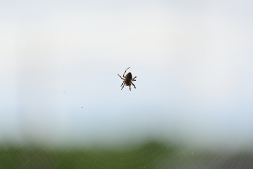 蜘蛛の巣イラスト 無料イラストなら イラストac