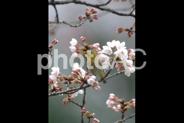 桜(ソメイヨシノ) 桜(ソメイヨシノ)の写真