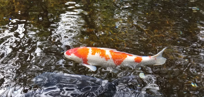 ベスト鯉 イラスト 簡単 動物ゾーン