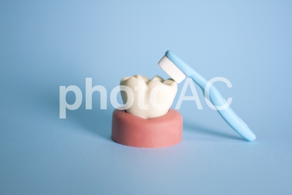 歯磨き 歯磨きの写真