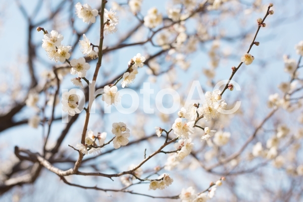 満開の白梅と蕾 春の空 満開の白梅と蕾 春の空の写真