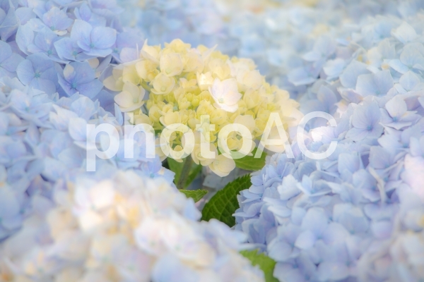 紫陽花 紫陽花の写真