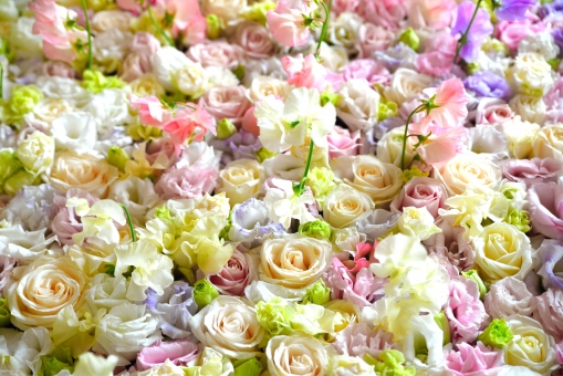 綺麗なフリー 緑 薔薇 画像 無料イラスト集