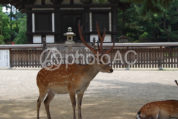 奈良神社仏閣25 奈良神社仏閣25の写真