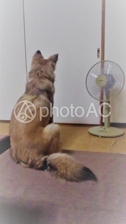 犬と扇風機 No 写真素材なら 写真ac 無料 フリー ダウンロードok