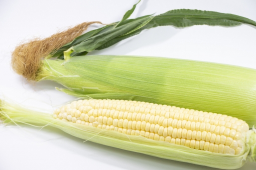 トウモロコシの写真素材｜写真素材なら「写真AC」無料（フリー）ダウンロードOK
