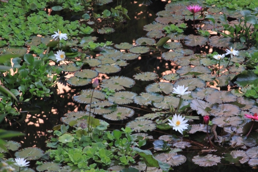 バリ島の花の写真素材 写真素材なら 写真ac 無料 フリー ダウンロードok