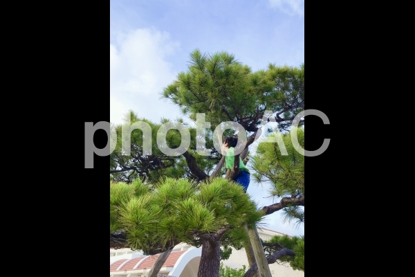 リュウキュウマツに登る少年 リュウキュウマツに登る少年の写真