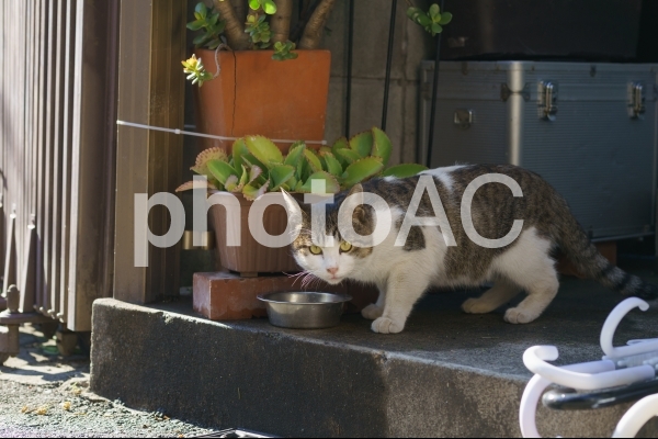 猫 猫の写真