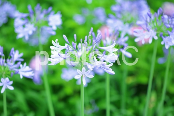 アガパンサス 青い花 アガパンサス 青い花の写真