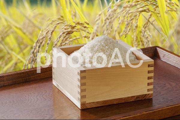 稲穂とお米-1 稲穂とお米-1の写真
