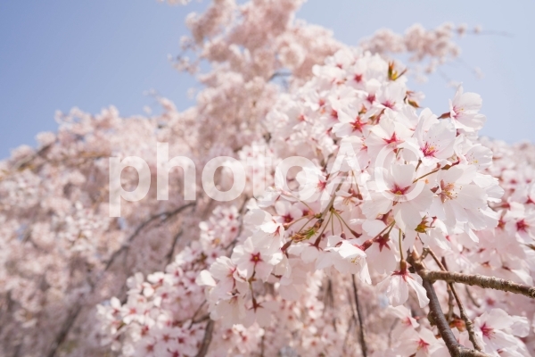 しだれ桜のアップ しだれ桜のアップの写真