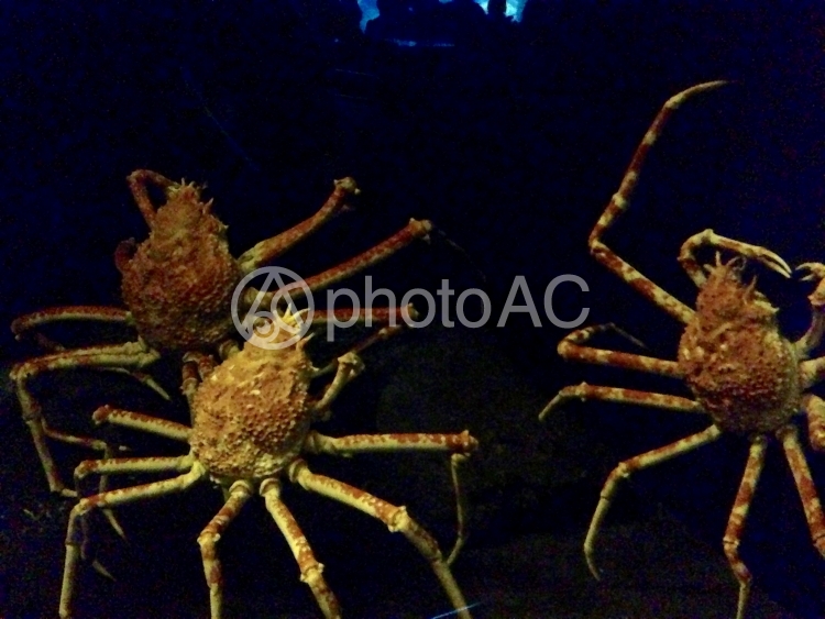 タカアシガニ No 写真素材なら 写真ac 無料 フリー ダウンロードok