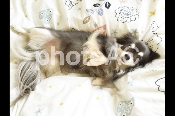 甘えるチワワ 甘えるチワワの写真
