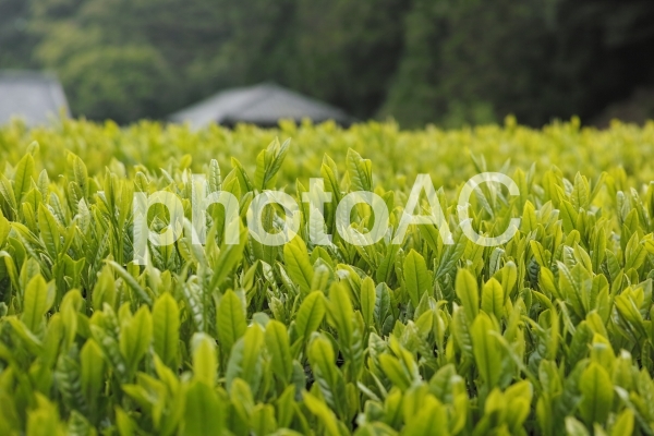 朝の茶畑 朝の茶畑の写真