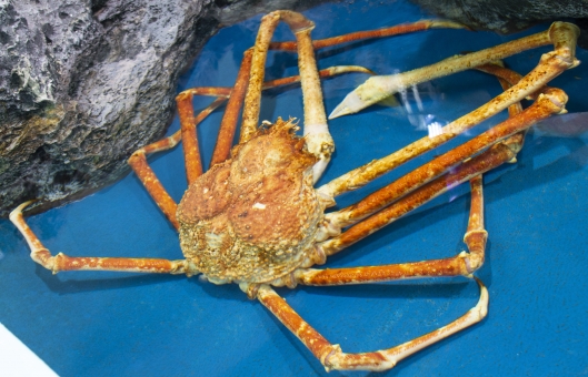 タカアシガニの写真素材 写真素材なら 写真ac 無料 フリー ダウンロードok