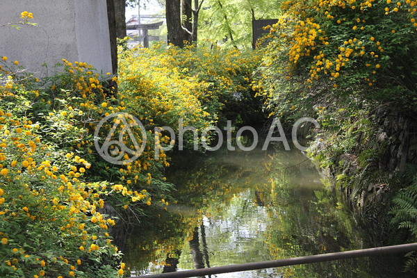 松尾大社に咲く山吹3 松尾大社に咲く山吹3の写真