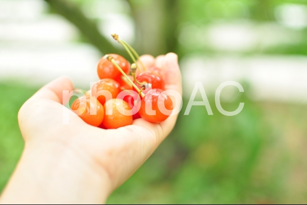 さくらんぼを持つ手 さくらんぼを持つ手の写真