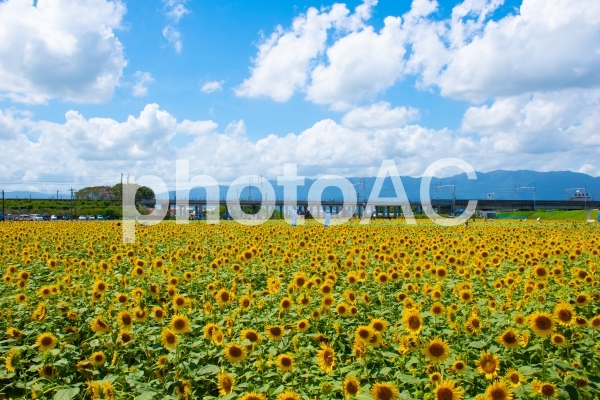 ひまわり畑と新幹線の写真
