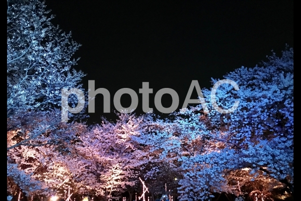 夜桜 さくら ライトアップ 夜桜 さくら ライトアップの写真