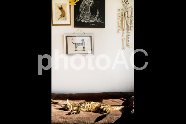 ゴロゴロ日向ぼっこするベンガル猫と猫の絵 ゴロゴロ日向ぼっこするベンガル猫と猫の絵の写真