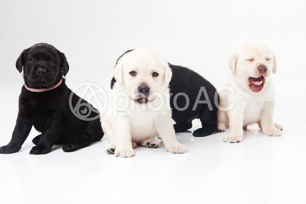 ラブラドールレトリバーの仔犬たち3 ラブラドールレトリバーの仔犬たち3の写真