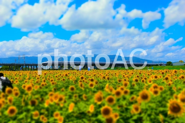 ひまわり畑と新幹線の写真