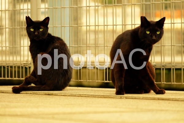 海辺にいた双子の黒猫 海辺にいた双子の黒猫の写真