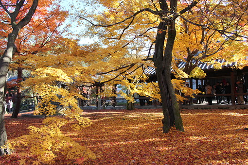 東福寺の通天橋と紅葉5 日本 国内 近畿 関西 京都府 京都市 京都 東山区 観光地 建築物 建物 施設 宗教 信仰 仏教 臨済宗 東福寺派 大本山 慧日山 寺社 寺院 寺 京都五山 東福寺 橋廊 通天橋 渓谷 洗玉澗 季節 秋 自然 植物 木 葉 紅葉 モミジ もみじ カエデ かえで 赤 黄 橙 オレンジ 人物 観光客